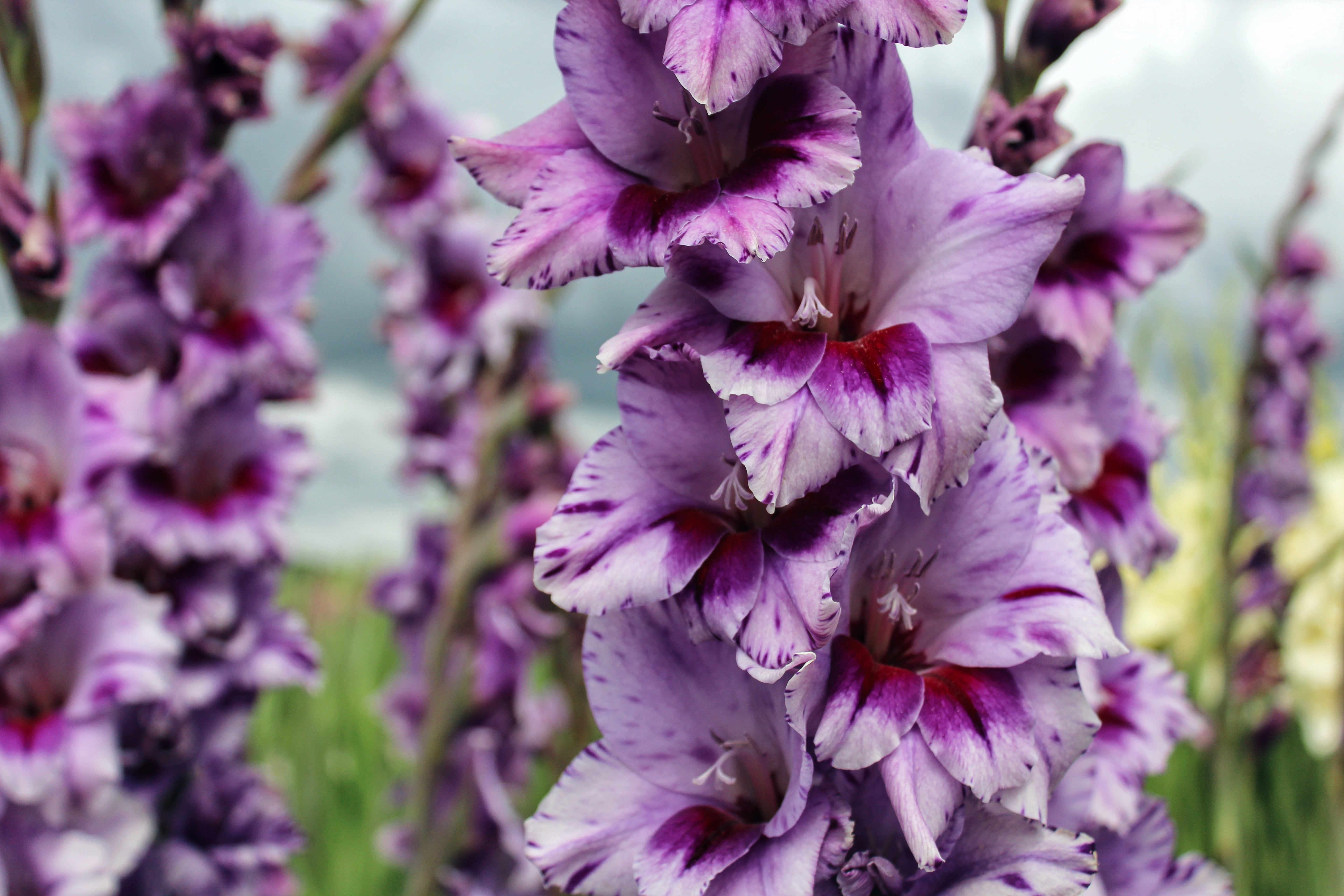 Gladiolus Passos Jack the Grower