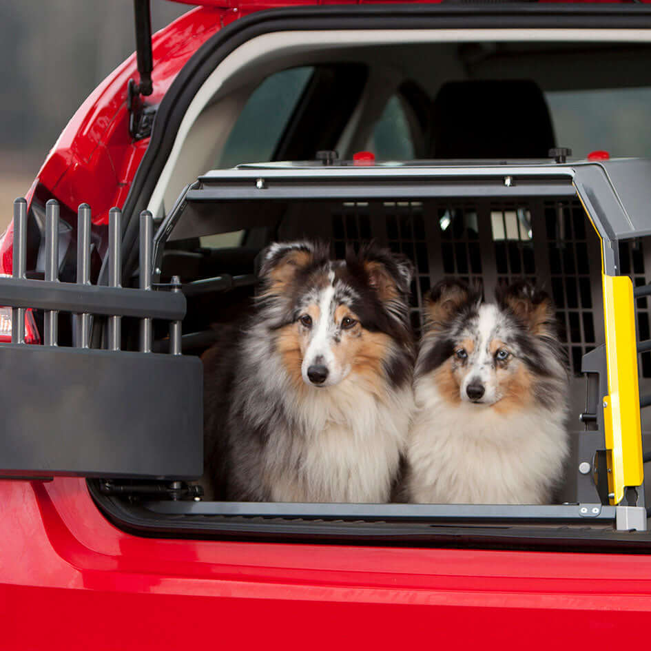 Kleine hond in autobench