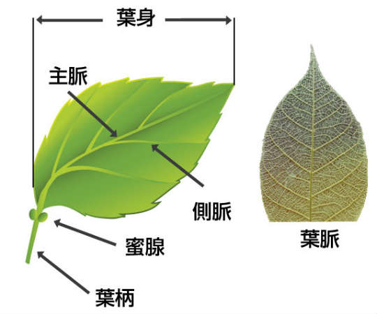 葉の構造