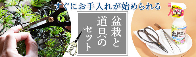 松盆栽と道具のセット