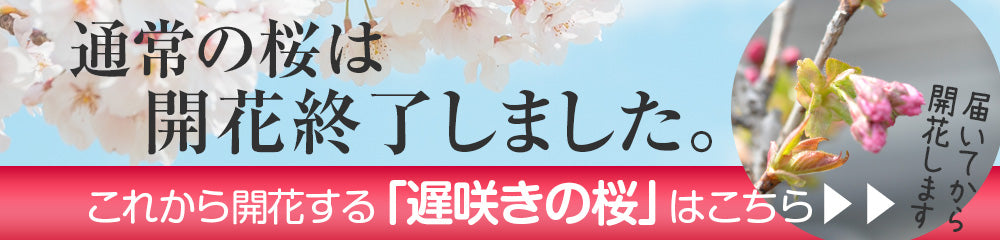 開花終了しました