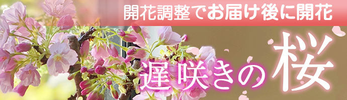 遅咲き桜盆栽特集へ