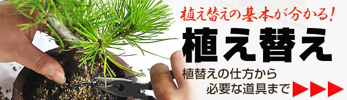 植替え特集