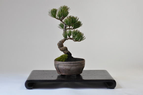 bonsai