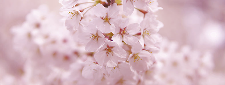 桜（サクラ）