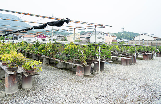 kokubunji bonsai