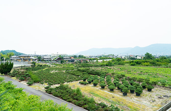 高松盆栽