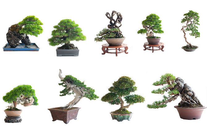 高松盆栽代表樹種