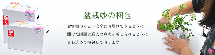 盆栽妙の梱包｜盆栽妙 – 盆栽妙 本店