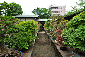 春花園BONSAI美術館