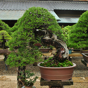 春花園BONSAI美術館