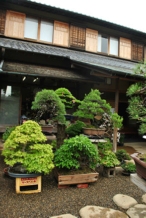 春花園BONSAI美術館