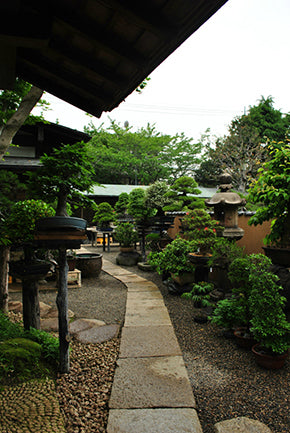 春花園BONSAI美術館