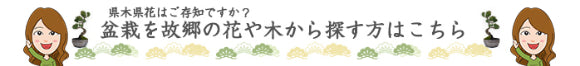 県木県花 故郷から盆栽を探す