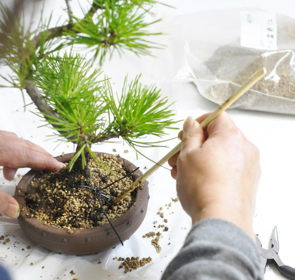 盆栽の植え替え方