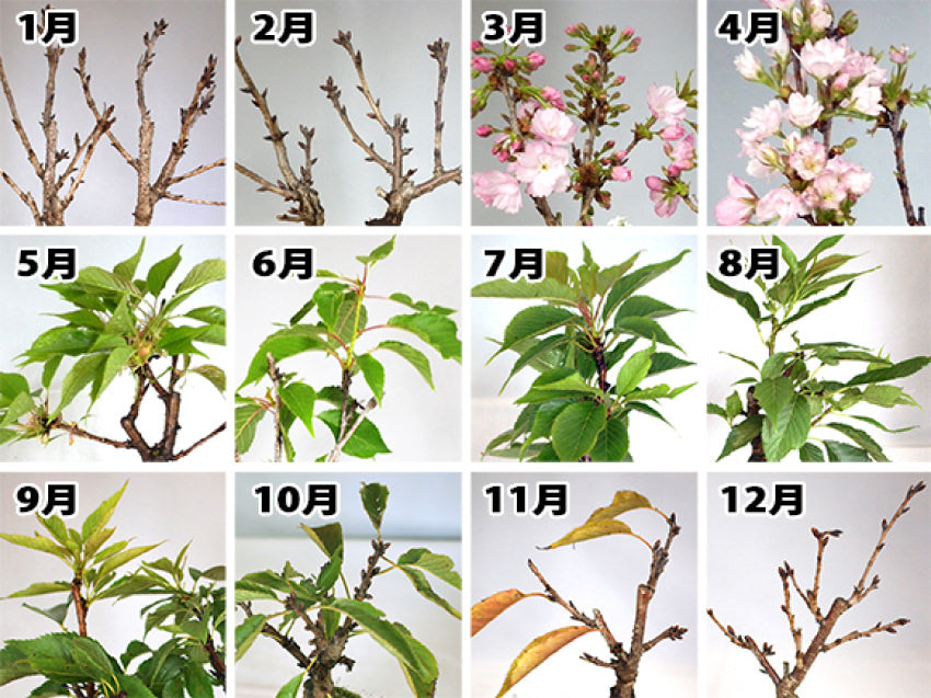 桜の盆栽　1年間の様子