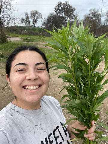 lizz reyes, ceo of high witchery, smiles wide while holding a bunch of artemisia vulgaris