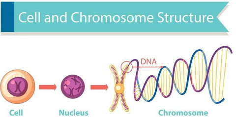 Cell and Chromosome structure