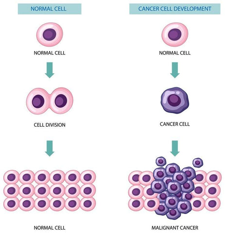 Normal cell vs cancer cell development