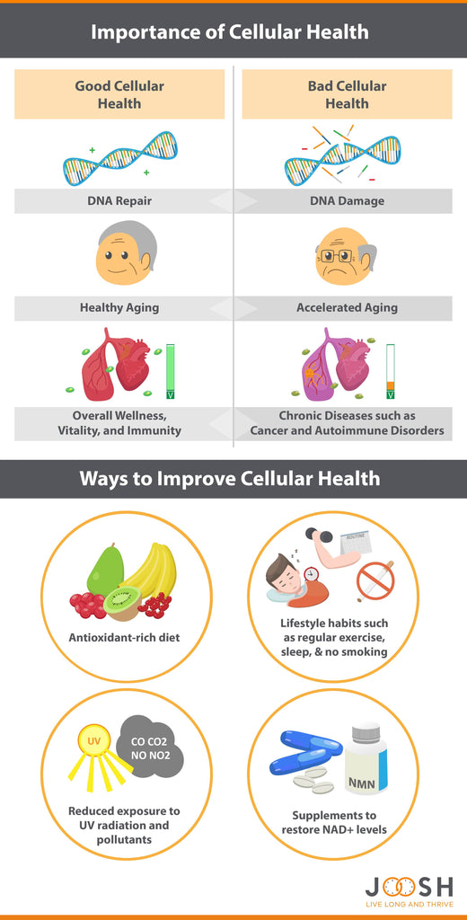 Infographic demonstrating how to increase healthspan, life extension, and longevity