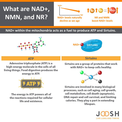 Infographic explaining what are NAD+, NMN, and NR.