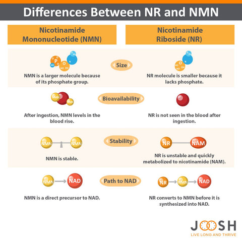 Infographic highlighting the difference between NR and NMN.