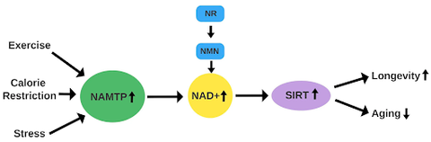 Breakdown of NAD