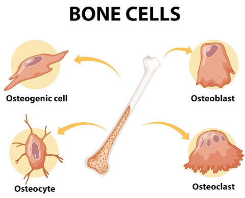Bone cells