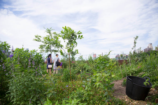 Swale at Brooklyn Bridge Park, a floating food forest in NYC