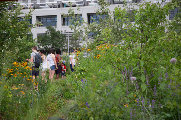 Swale at Brooklyn Bridge Park, a floating food forest in NYC