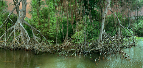 Forest, 2006, Fore Cast, an opera by Mary Mattingly