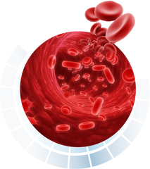 Red Blood Cells