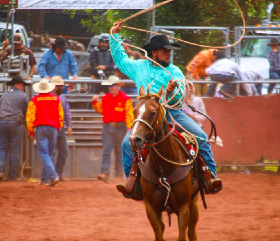A paniolo (cowboy) swinging a lasso at a rodeo on horseback.