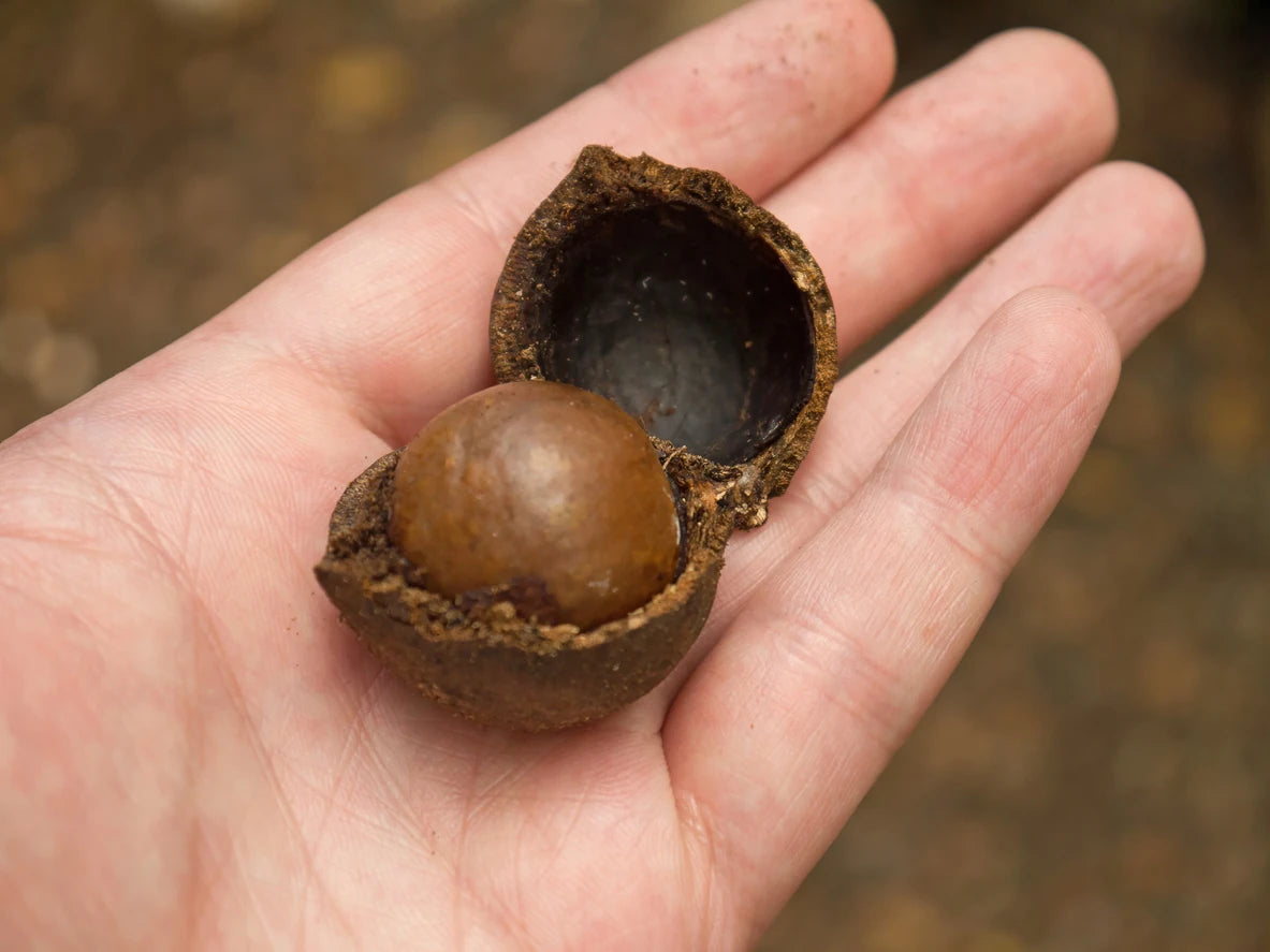 Macadamia Nuts Support Healthy Digestion