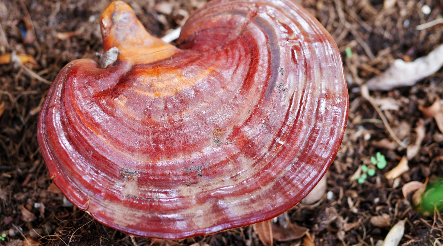 Large reishi mushroom with a red hue growing in nature