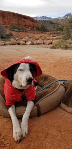 A dog wearing a hoodie on a dog bed outdoors.