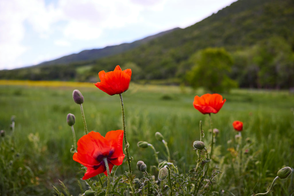 Red wildflowers in field.