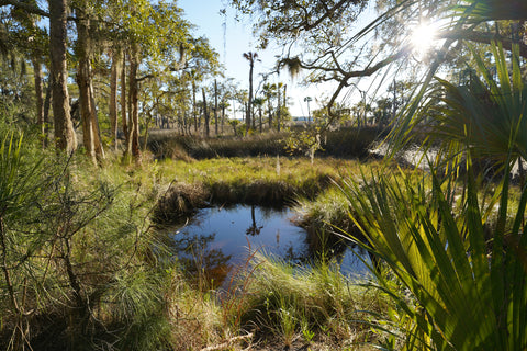 A small swampy area within Hunting Island State Park.