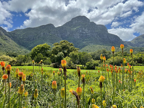 A field of wildflowers with orange blossoms with a large mountain in the background.