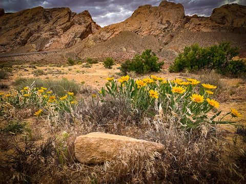 A brown and rocky mountain and valley with yellow wildflowers blooming.