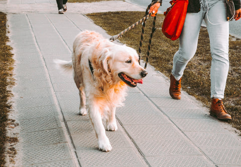 A woman walks a golden retriever dog.