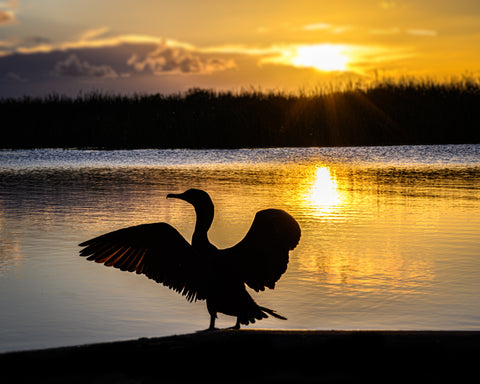 A bird in silhouette during sunset with a lake in the background.