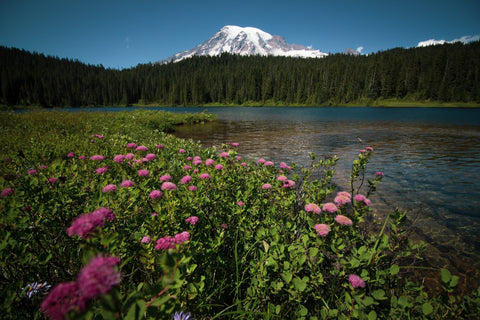 A field of wildflowers with a stream and mountain in the distance.