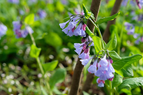 A purple wildflower.