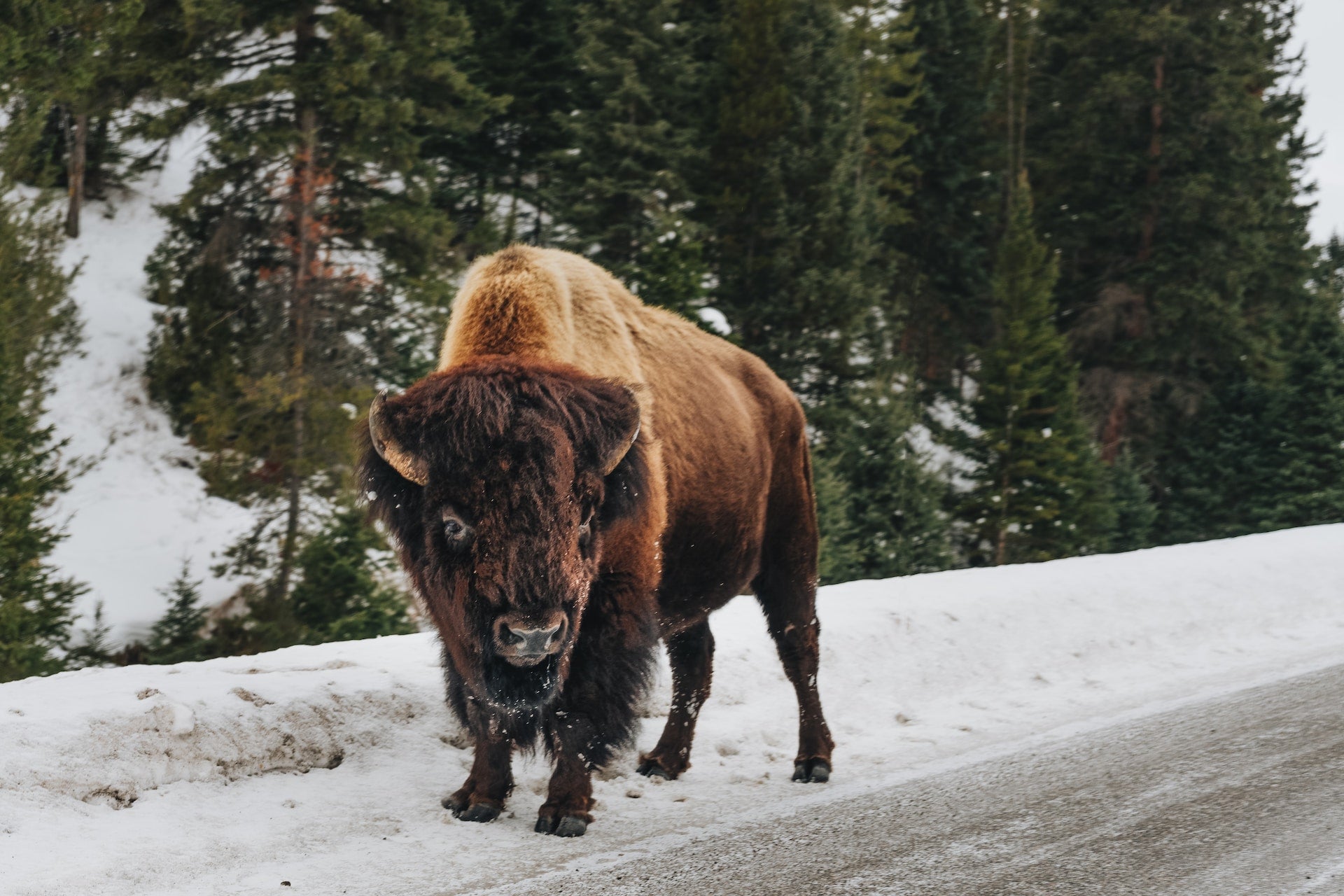 An American bison on the side of a snowy road.