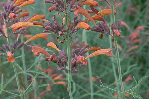 An orange wildflower