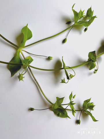 chickweed plants on display