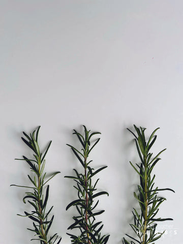 pieces of rosemary on display