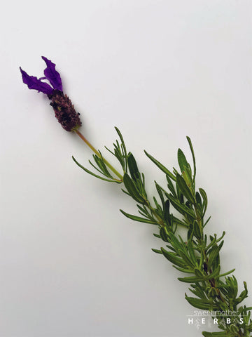 piece of lavendar on display