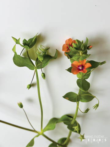 scarlet pimpernel close up